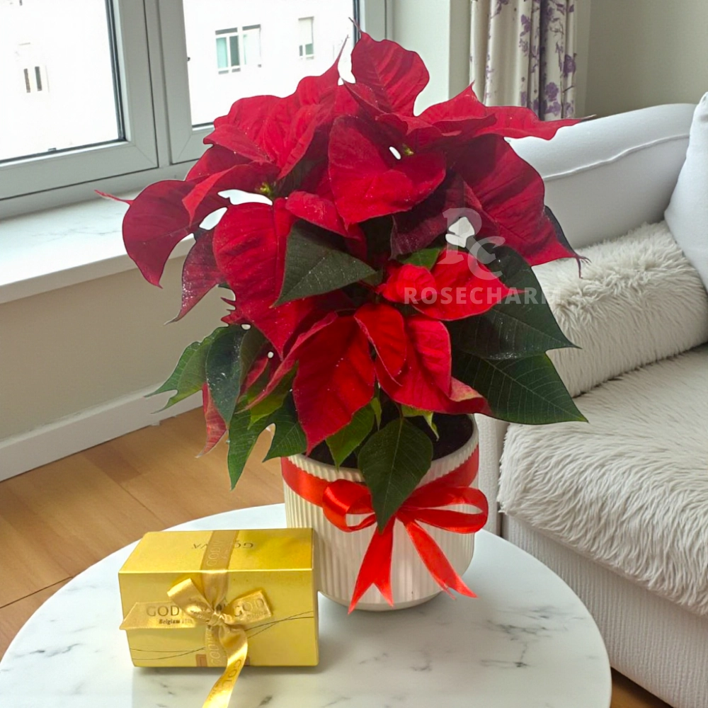 Christmas Red Poinsettia With Godiva