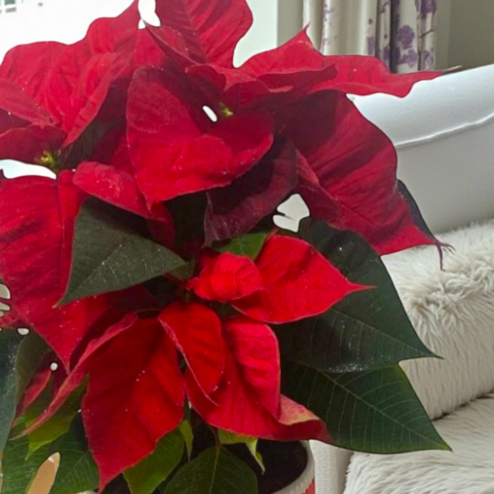 Christmas Red Poinsettia With Godiva