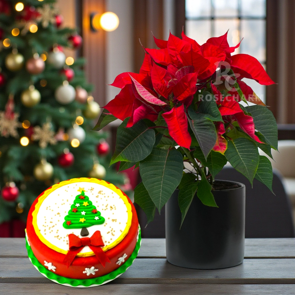 Christmas themed plum cake and poinsettia