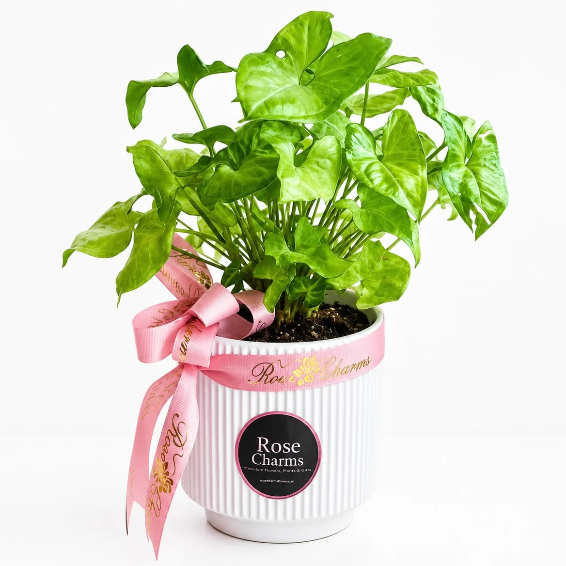 Air Purifying Syngonium Arrowhead Vine Indoor Plant with lush green leaves