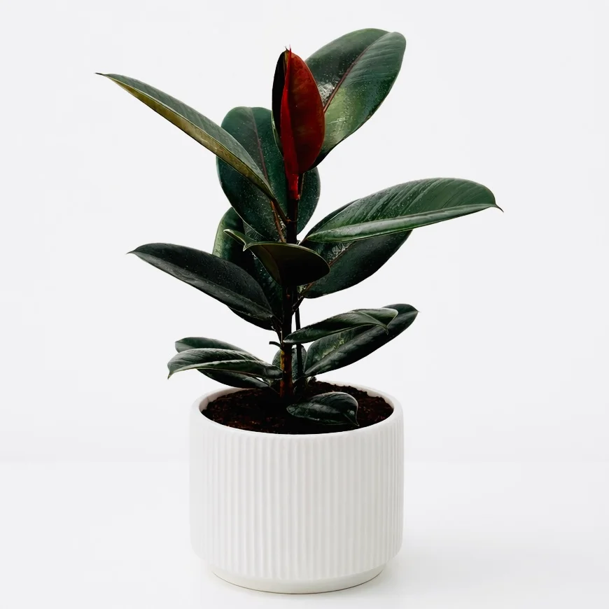 Elegant Ficus Elastica Indoor Rubber Plant with lush glossy green leaves
