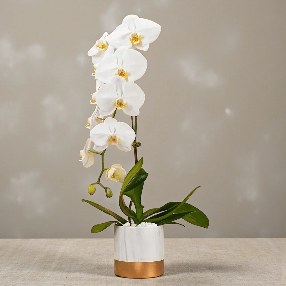 Single Stem Which Orchid (Monthly Subscription)