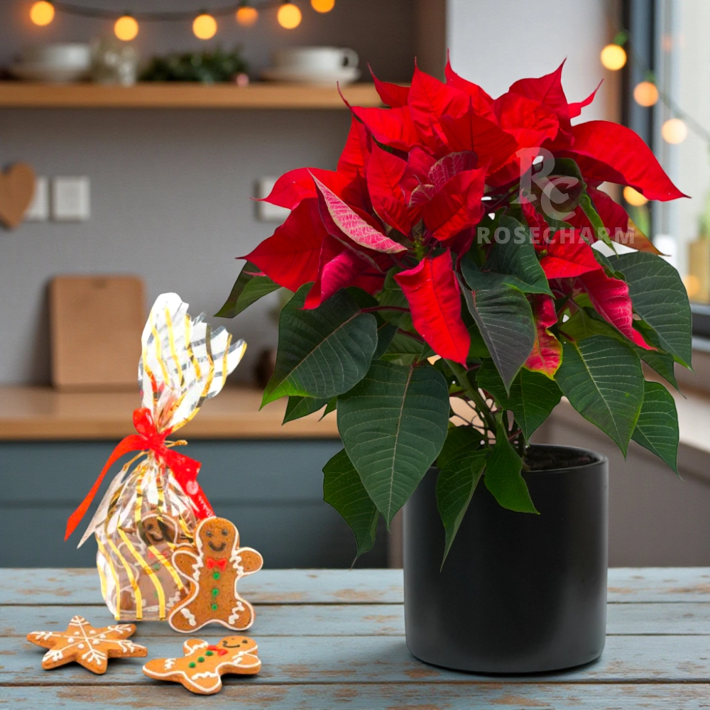 Christmas Ginger Cookies Set