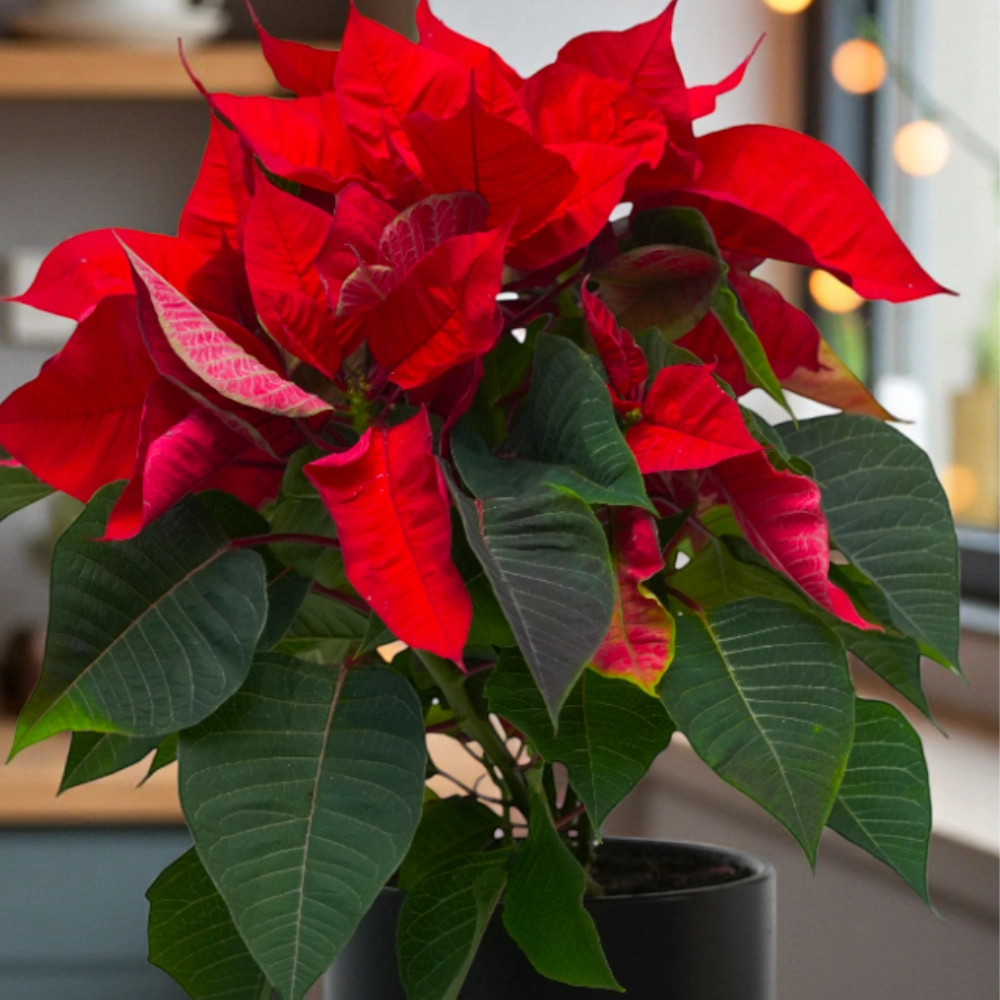 Christmas Ginger Cookies Set