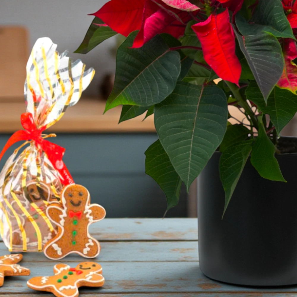 Christmas Ginger Cookies Set