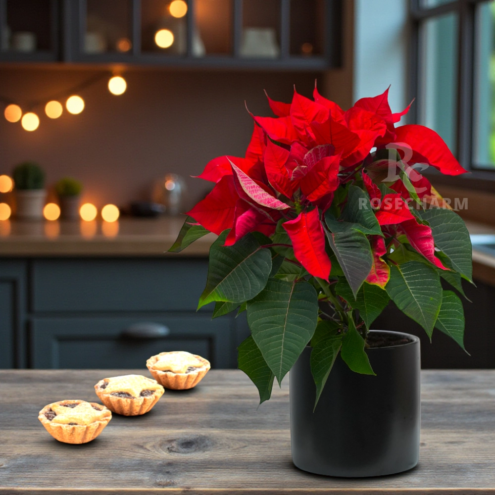 Christmas Mince Pie and Poinsettia