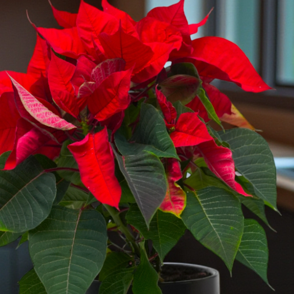 Christmas Mince Pie and Poinsettia