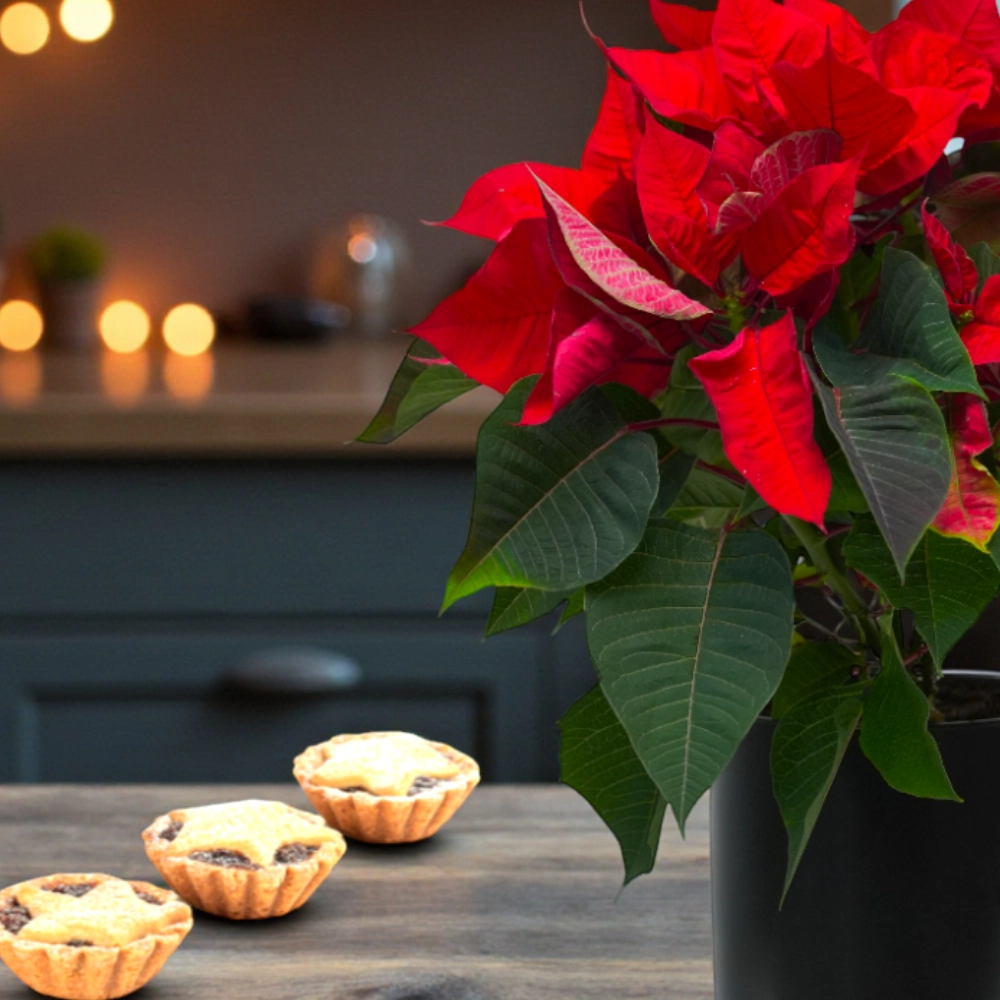 Christmas Mince Pie and Poinsettia