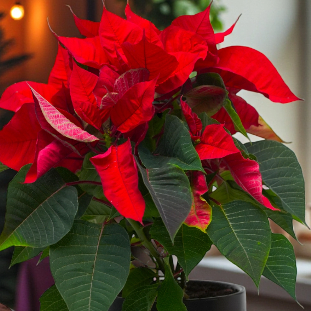 Christmas Plum Cake and Plant