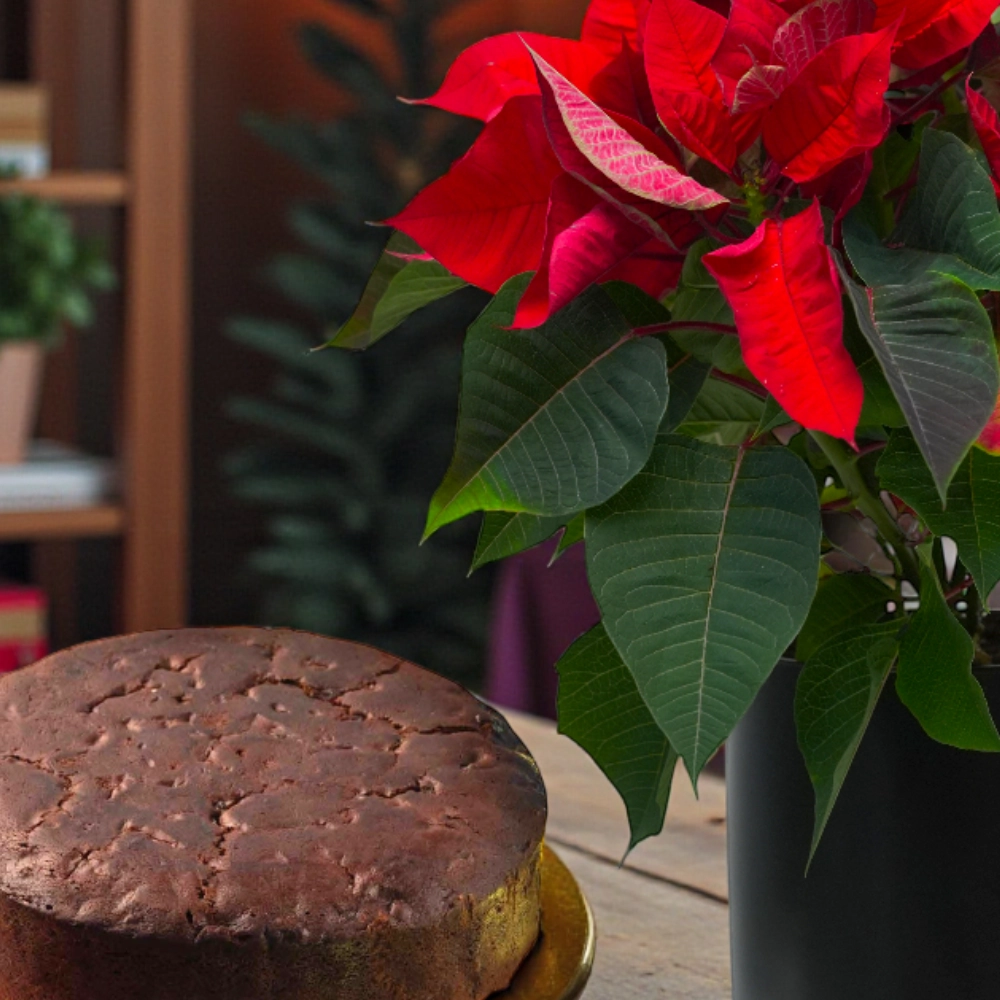 Christmas Plum Cake and Plant