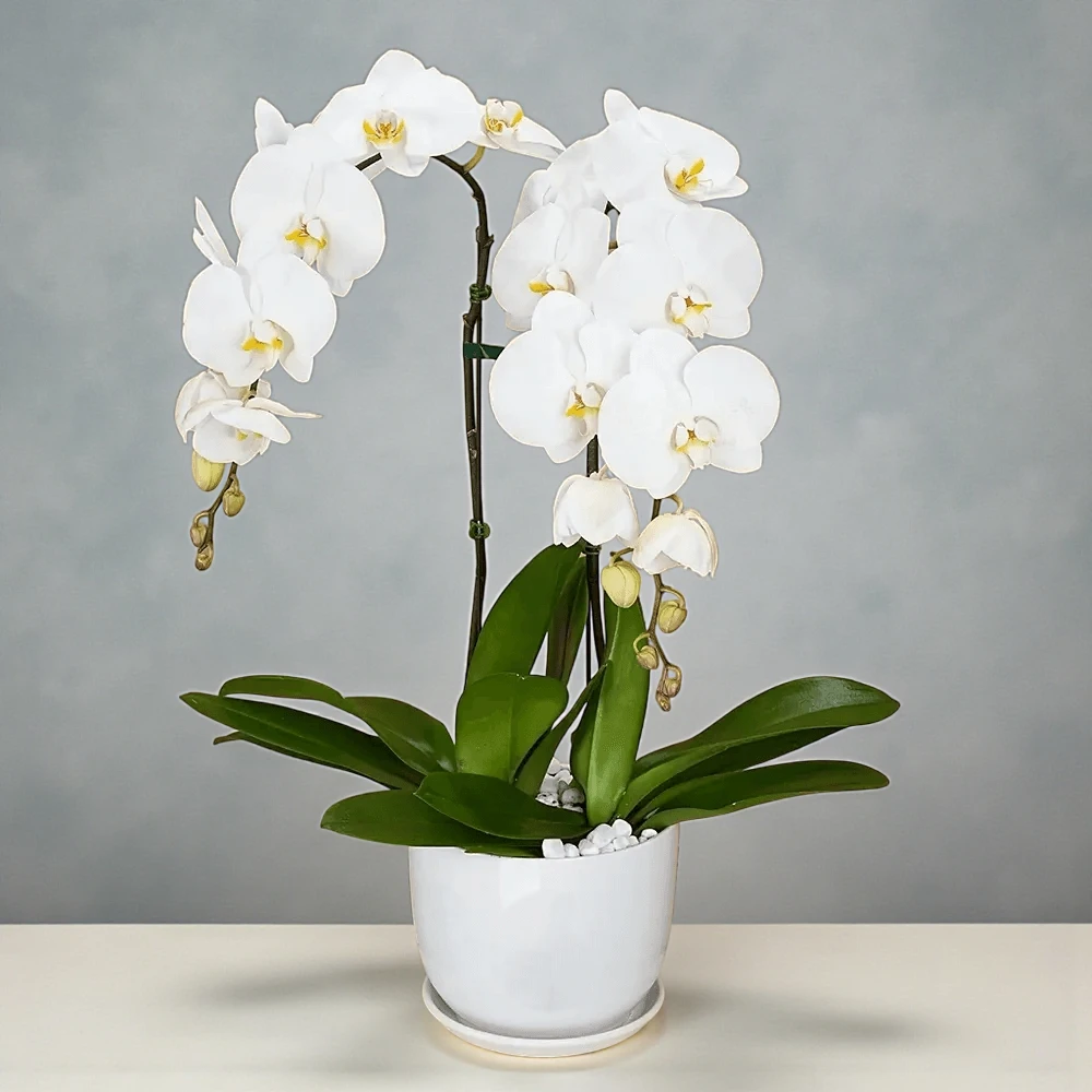 Double White Orchid (Monthly Subcription)