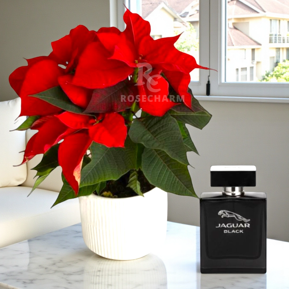 Poinsettia and Perfume Christmas Combo