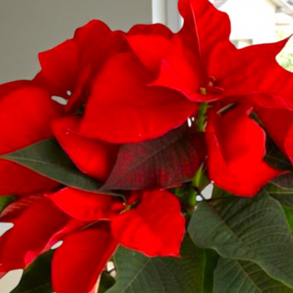Poinsettia and Perfume Christmas Combo