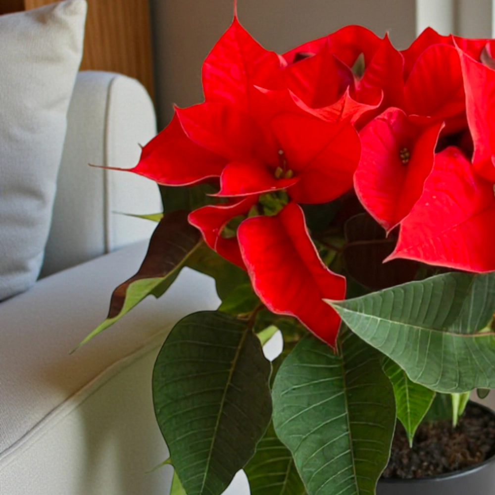 poinsettia in a color pot