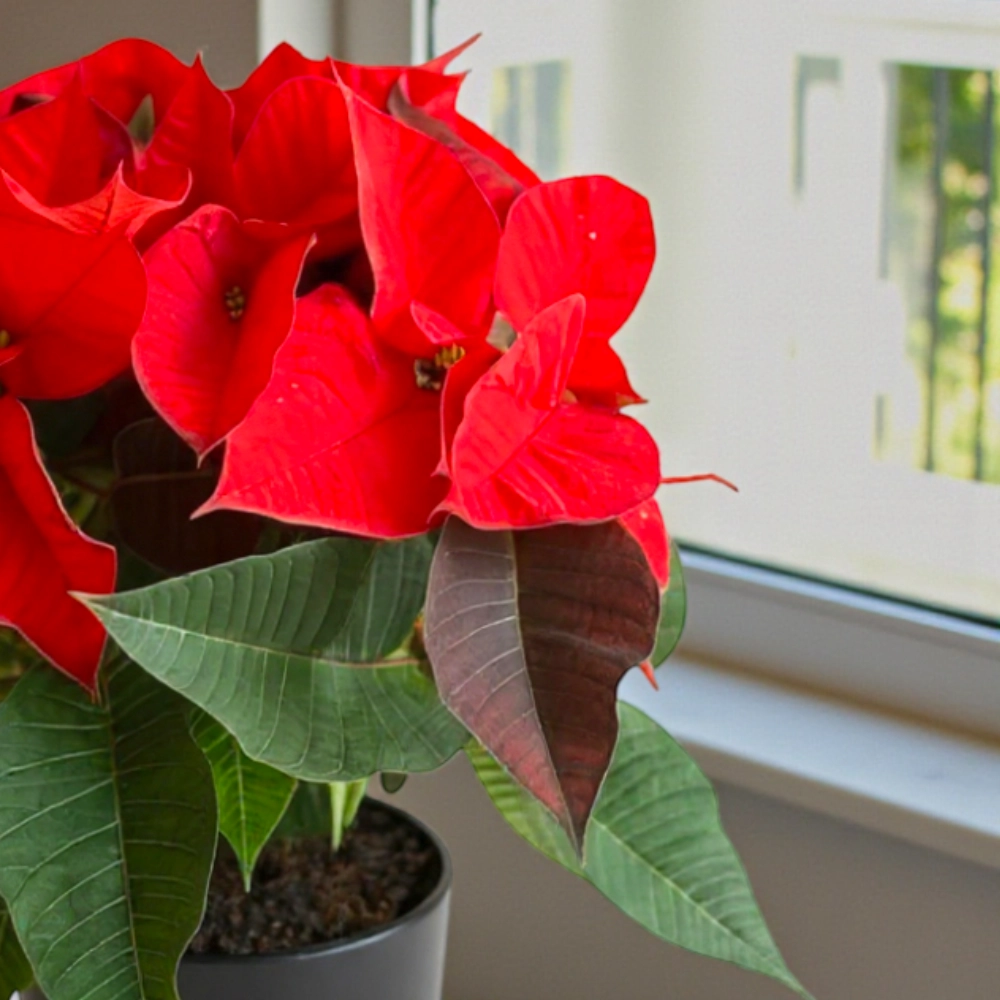 poinsettia in a color pot