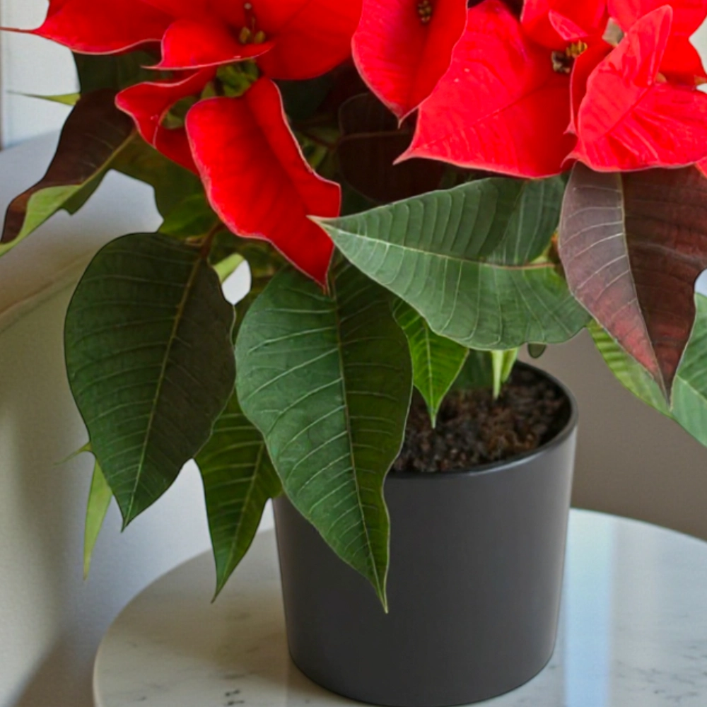 poinsettia in a color pot